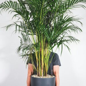 Areca Palm – Indoor Air Purifier