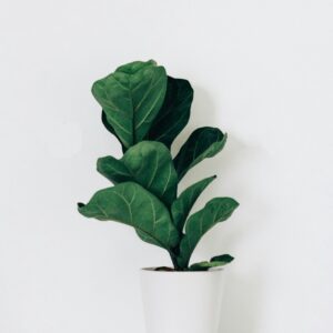 Fiddle Leaf Fig – Large Indoor Plant
