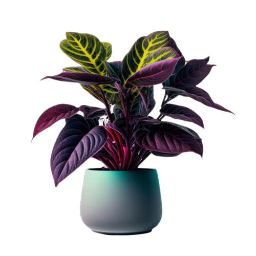 home-plant-in-pot-cutout-png-removebg-preview