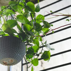 Money Plant – Indoor Trailing Plant