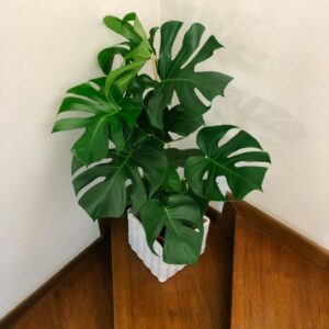 Monstera Deliciosa – Large Indoor Plant