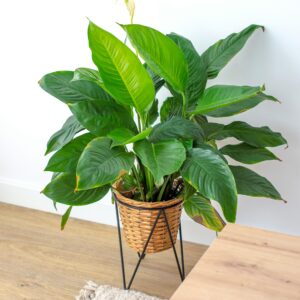 Peace Lily – Flowering Indoor Plant