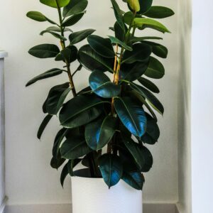 Rubber Plant – Large Green Plant