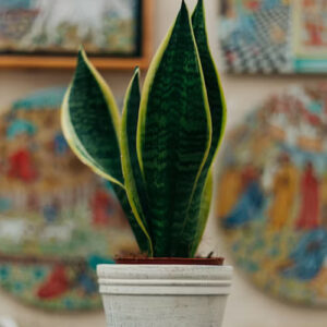 Snake Plant – Indoor Air Purifying Plant