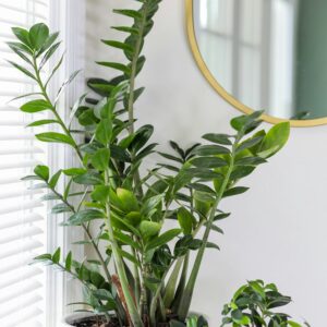 ZZ Plant – Low Light Indoor Plant